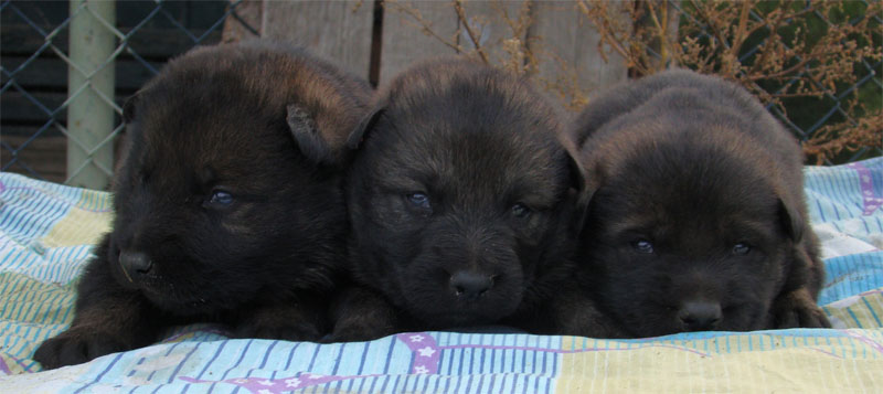 Original image from the archived Asok Jipo Me x Ikea Vlci udoli litter record