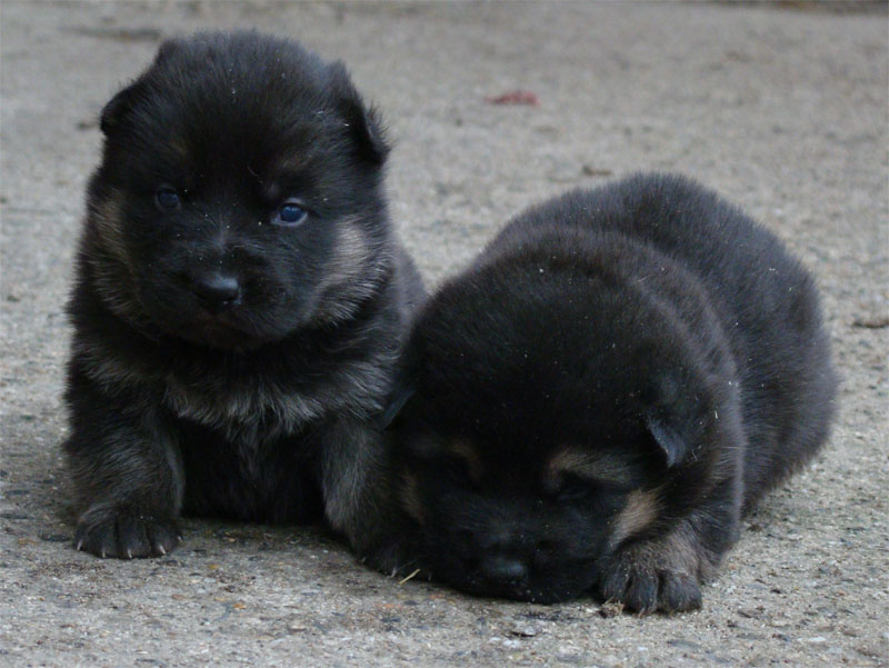 Original image from the archived German Shepherd Puppies - Zen z Jirkova dvora x YNUSA z Jirkova dvora record