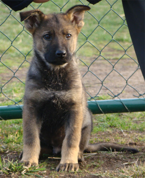 Original image from the archived BADY ze Svobodneho dvora x Kaja Jipo Me litter record