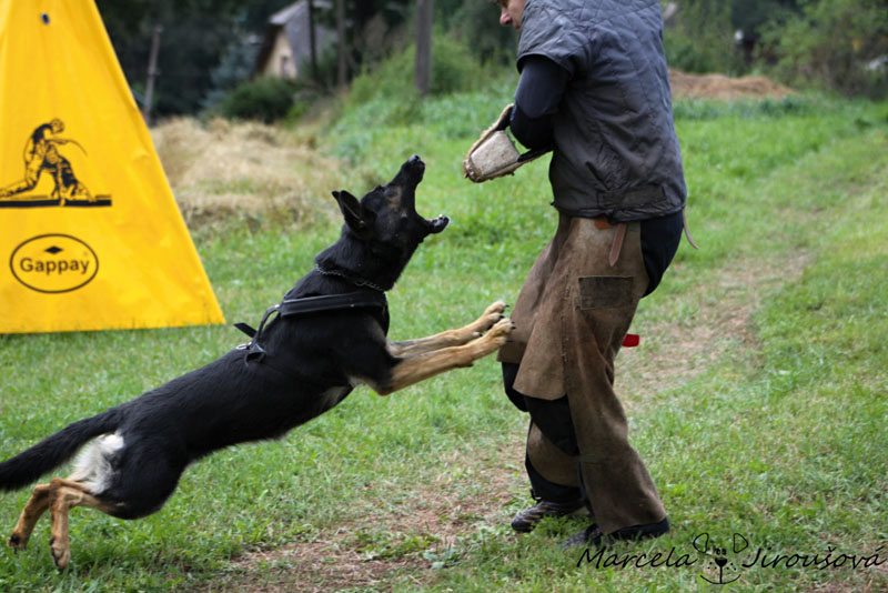 Original image from the archived German Shepherd Puppies - Zen z Jirkova dvora x WIKI od Roubenky record