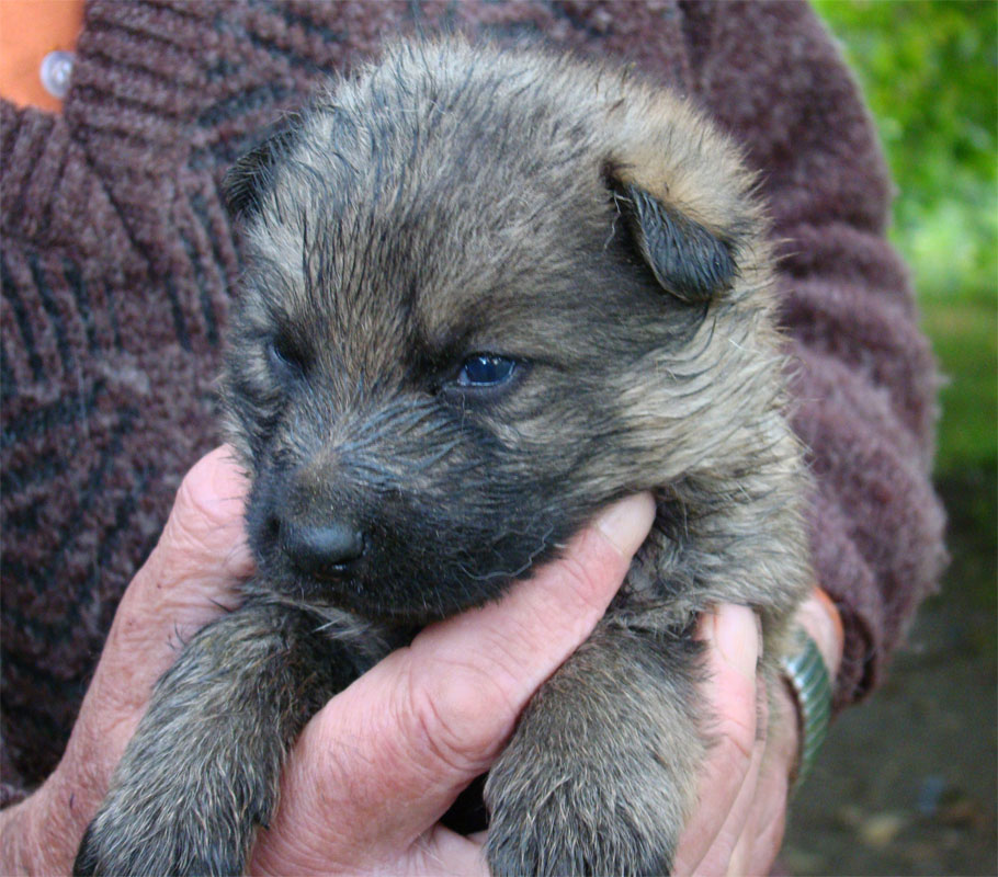 Original image from the archived Dask z Jirkova dvora x ZITA ze Zacpalova chovu litter record