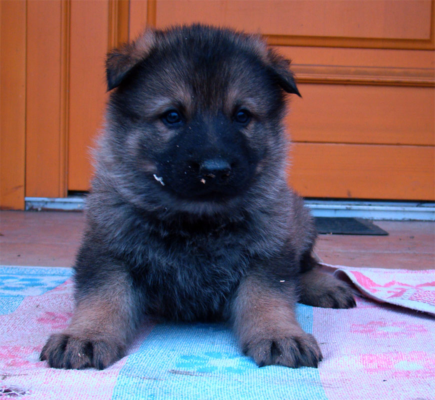 Original image from the archived German Shepherd Puppies -Pardal z Jirkova dvora x KETTY Kamos Durabo record
