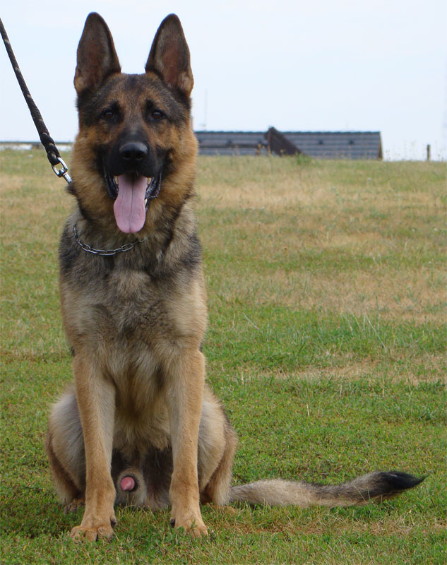 Original image from the archived Alpine K9 - MAX record