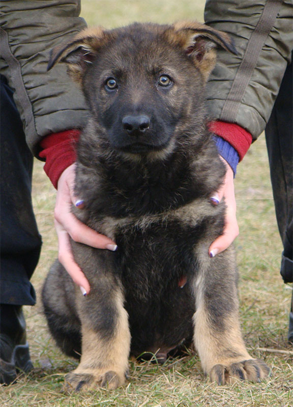 Original image from the archived Orion z Jirkova dvora x KETY Kamos Durabo litter record