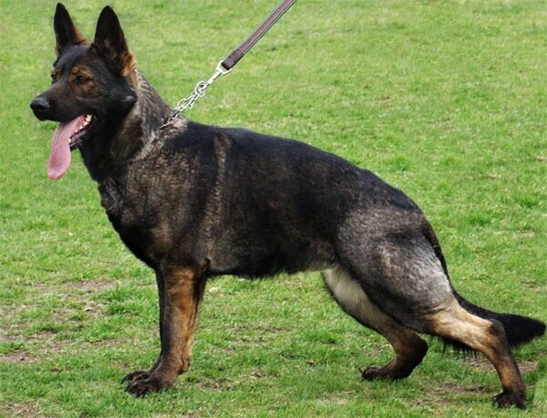 Original image from the archived URF z Jirkova dvora x PARA z Jirkova dvora litter record