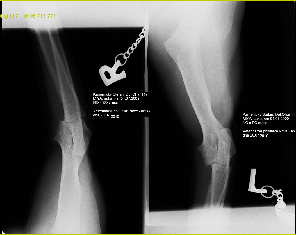 Original image from the archived no pedigree record
