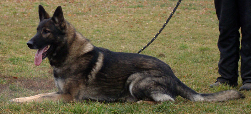 Original image from the archived German Shepherd Dogs - ART Anilorak record