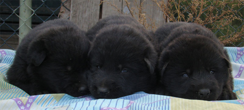 Original image from the archived Asok Jipo Me x Ikea Vlci udoli litter record