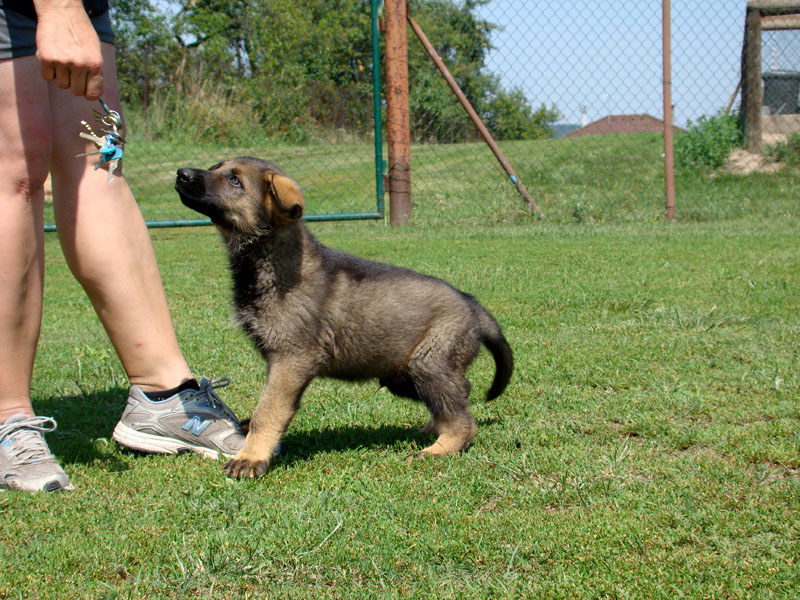 Original image from the archived German Shepherd Puppies - IRWIN z Herodesova domu record
