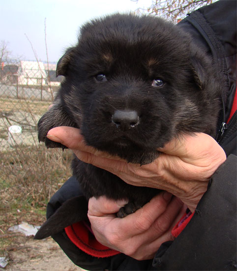 Original image from the archived Zen z Jirkova dvora x NISSA z Jirkova dvora litter record