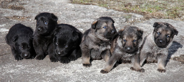 Original image from the archived BADY ze Svobodneho dvora x Kaja Jipo Me litter record