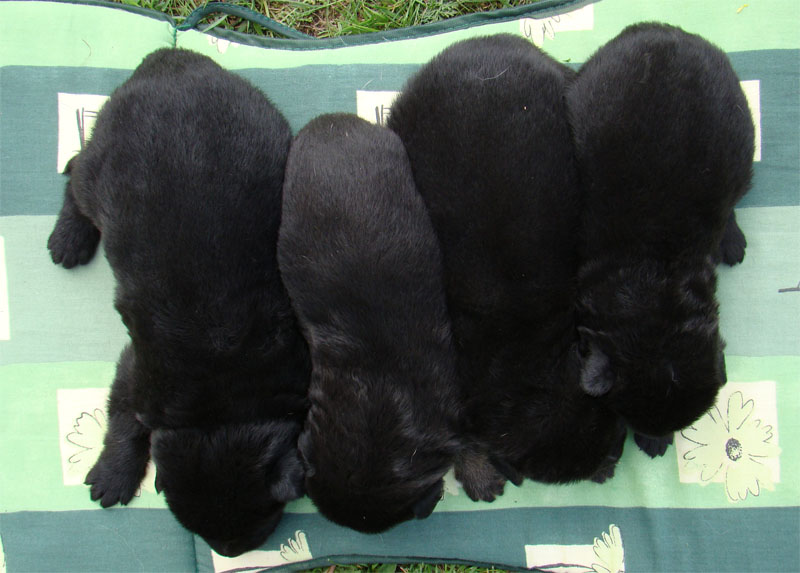Original image from the archived German Shepherd Puppies -Zen z Jirkova dvora x Keli z Jirkova dvora record