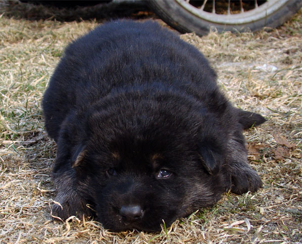 Original image from the archived Zen z Jirkova dvora x NISSA z Jirkova dvora litter record