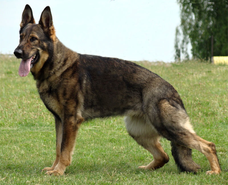 Original image from the archived Art ze Sumavske doliny x TANA z Jirkova dvora litter record
