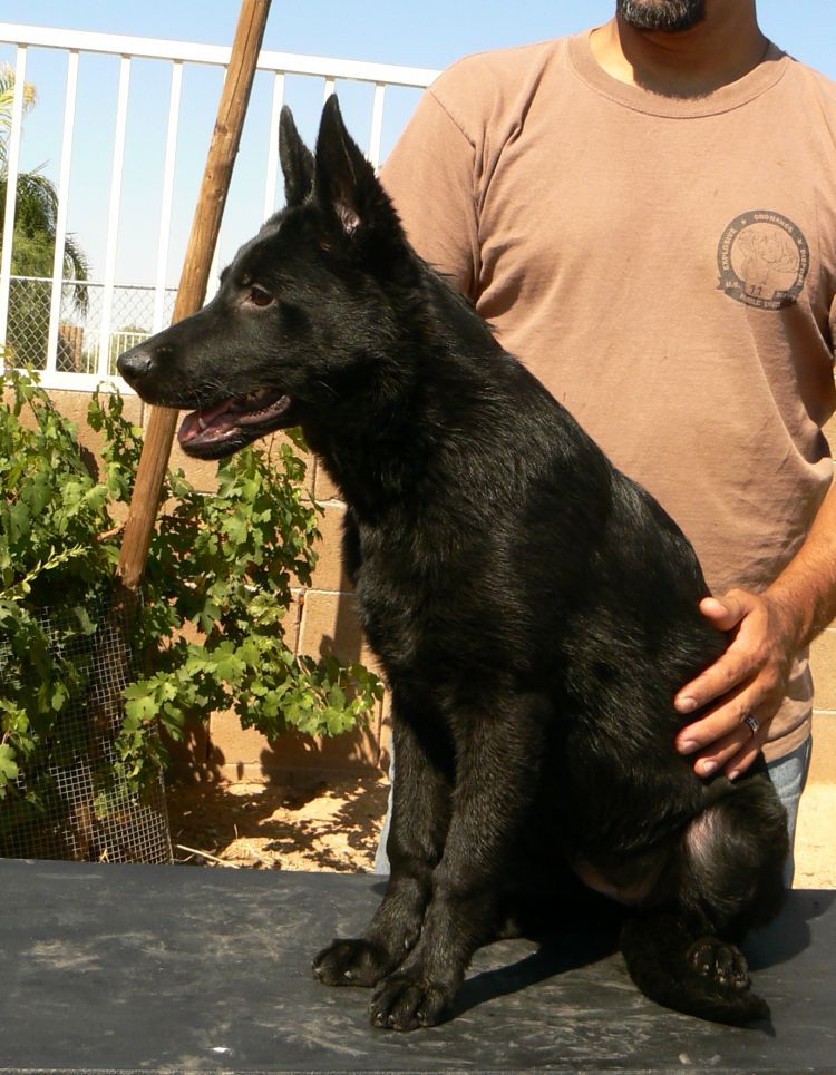 Original image from the archived ZENA z AlpineK9 record