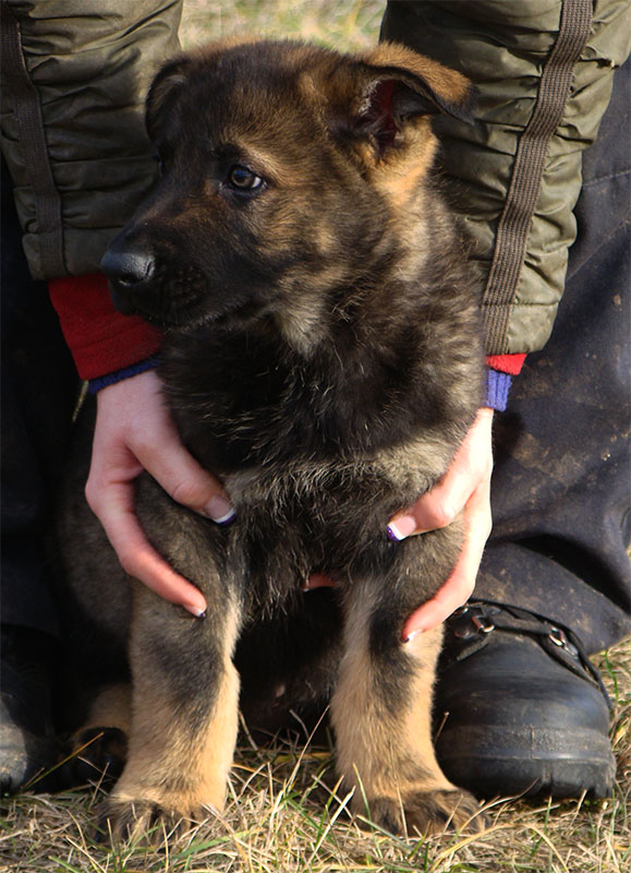 Original image from the archived Orion z Jirkova dvora x KETY Kamos Durabo litter record