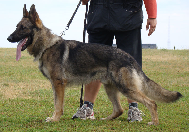 Original image from the archived Alpine K9 - BEN record