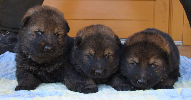 Original image from the archived Art ze Sumavske doliny x TANA z Jirkova dvora litter record