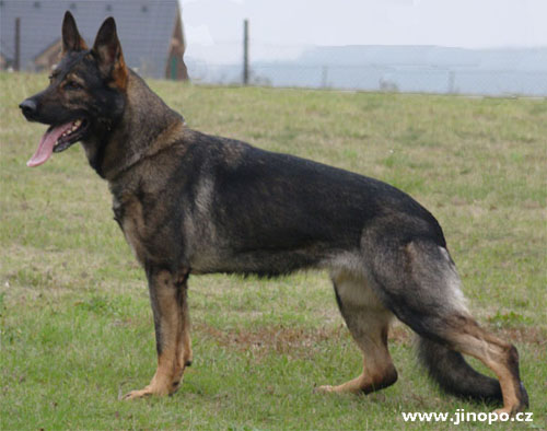 Original image from the archived German Shepherd Puppies - Kery Kamos Durabo x GINA Jipo Me record