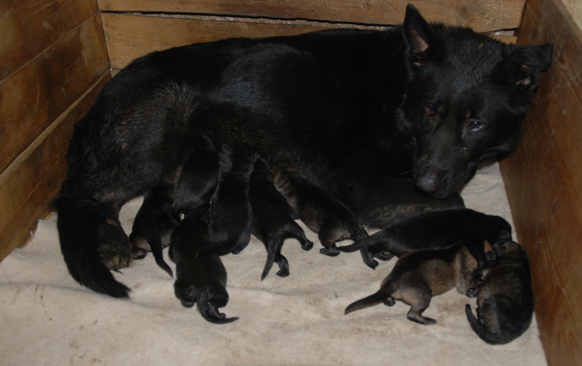 Original image from the archived BADY ze Svobodneho dvora x Kaja Jipo Me litter record