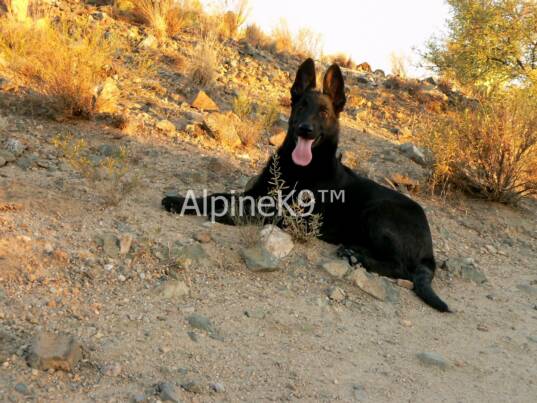 Original image from the archived s a solid black big female record