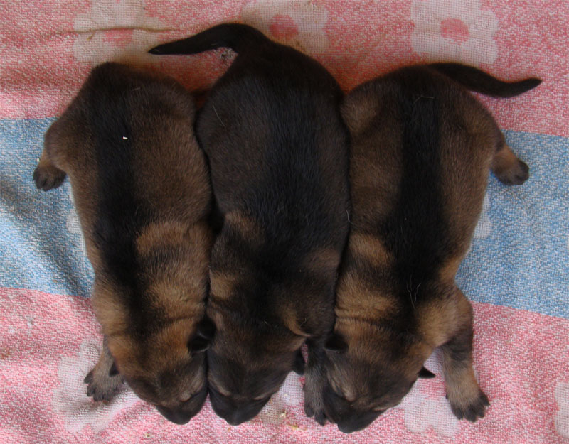 Original image from the archived German Shepherd Puppies -Pardal z Jirkova dvora x KETTY Kamos Durabo record