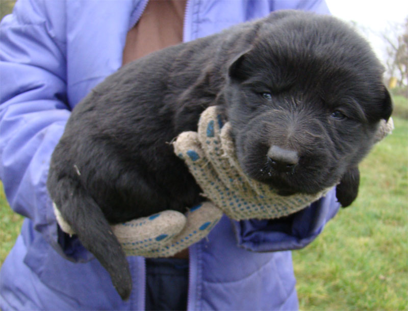 Original image from the archived Kery Kamos Durabo x HANACH Jipo Me litter record