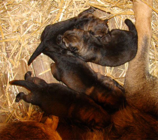 Original image from the archived Charik Galan Nalag x HENESEE Zimni romance litter record