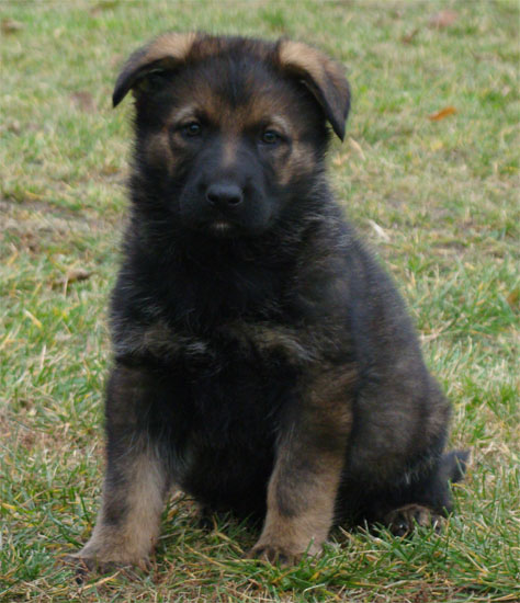 Original image from the archived Arno z Petrova x Yuca z Jirkova dvora litter record