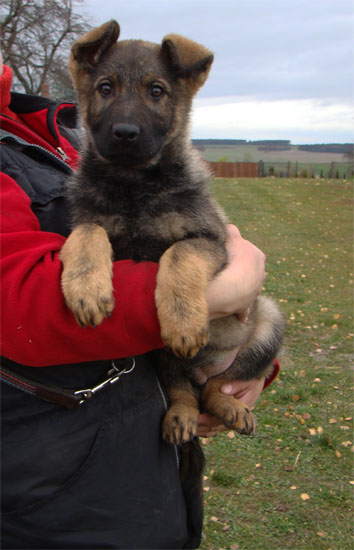 Original image from the archived OX z Jirkova dvora x Xena ze Zacpalova chovu litter record