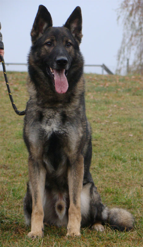 Original image from the archived German Shepherd Dogs - ART Anilorak record