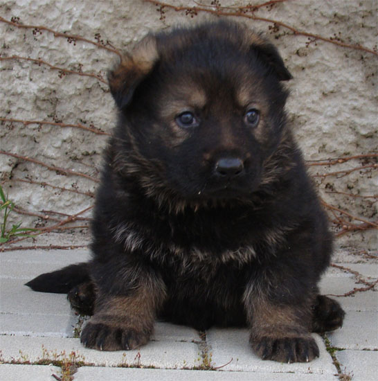 Original image from the archived URF z Jirkova dvora x DALI z Jirkova dvora litter record