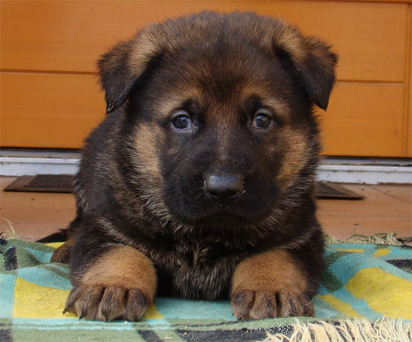 Original image from the archived Zen z Jirkova dvora x SHEILA Jipo Me litter record