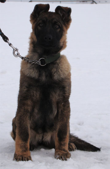 Original image from the archived CHARI z Esagilu x HANACH Jipo Me litter record
