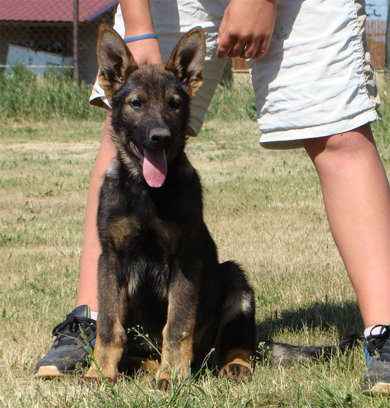 Original image from the archived German Shepherd Puppies - GASPER record