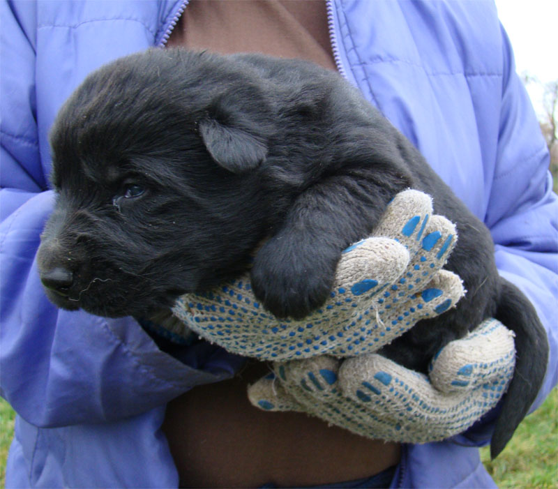 Original image from the archived Kery Kamos Durabo x HANACH Jipo Me litter record