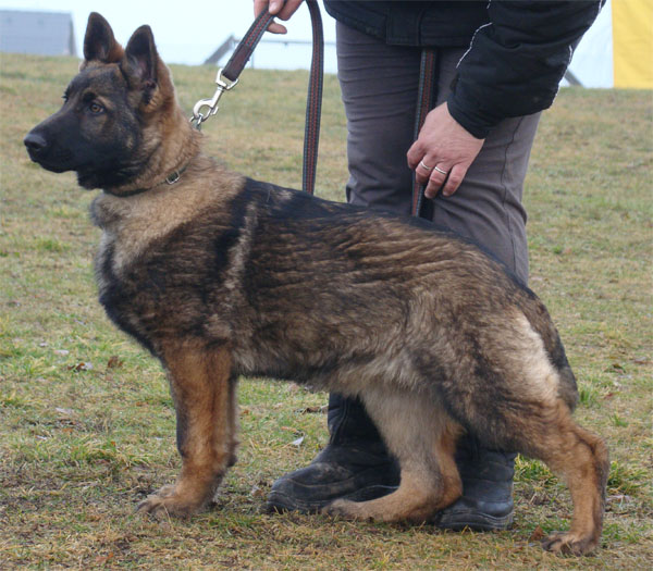 Original image from the archived CHARI z Esagilu x HANACH Jipo Me litter record
