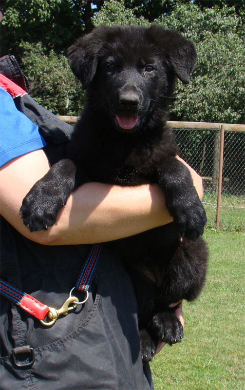 Original image from the archived German Shepherd Puppies - AISCHA z Drabskych skal record
