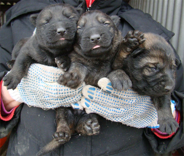 Original image from the archived OX z Jirkova dvora x MASA Jipo-Me litter record