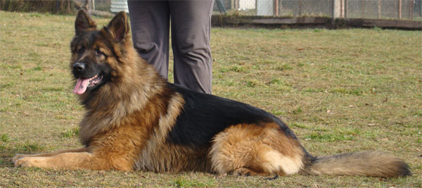 Original image from the archived GIZMO Hartis Bohemia record