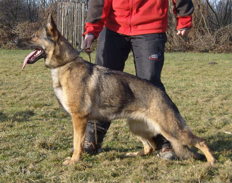 Original image from the archived SAMI Gymor record
