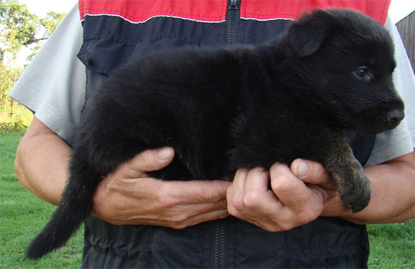 Original image from the archived JAGO Jipo Me x GAMA z Jirkova dvora litter record