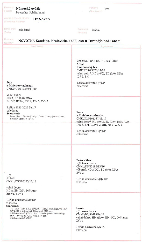 Ox Nokafi — pedigree scan 1