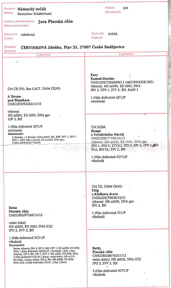Jura Plavska ruze — pedigree scan 1