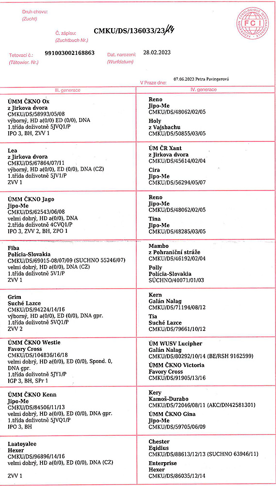 Broker Nokafi — pedigree scan 2