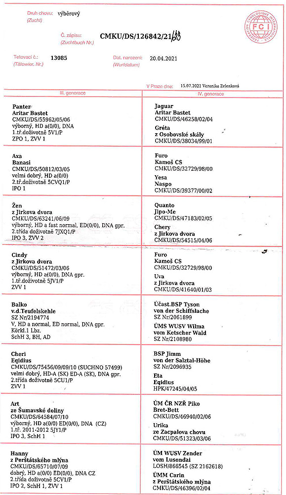 Jura Plavska ruze — pedigree scan 2