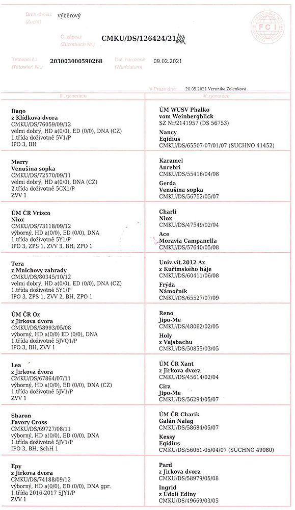 Ox Nokafi — pedigree scan 2