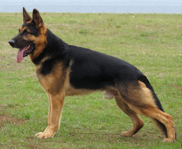 Original image from the archived German Shepherd Puppies - LORD Bornec record