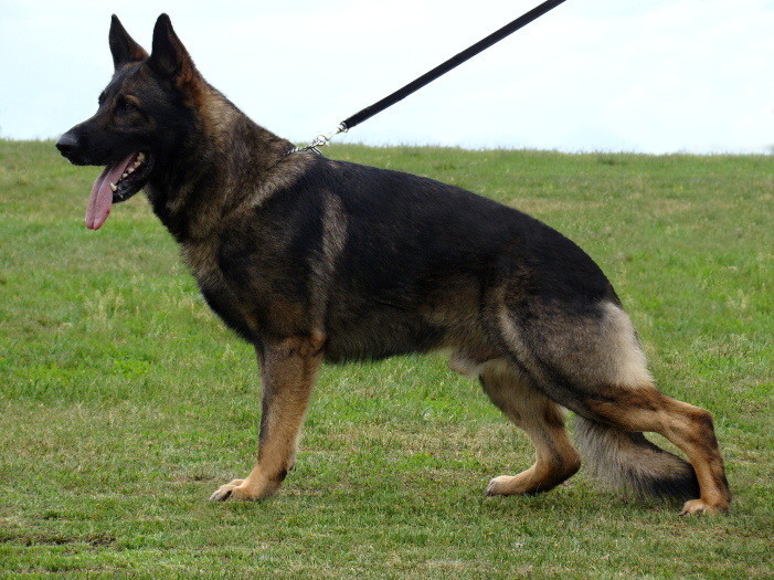 Original image from the archived DASK z Jirkova dvora x CHITA z Jirkova dvora litter record