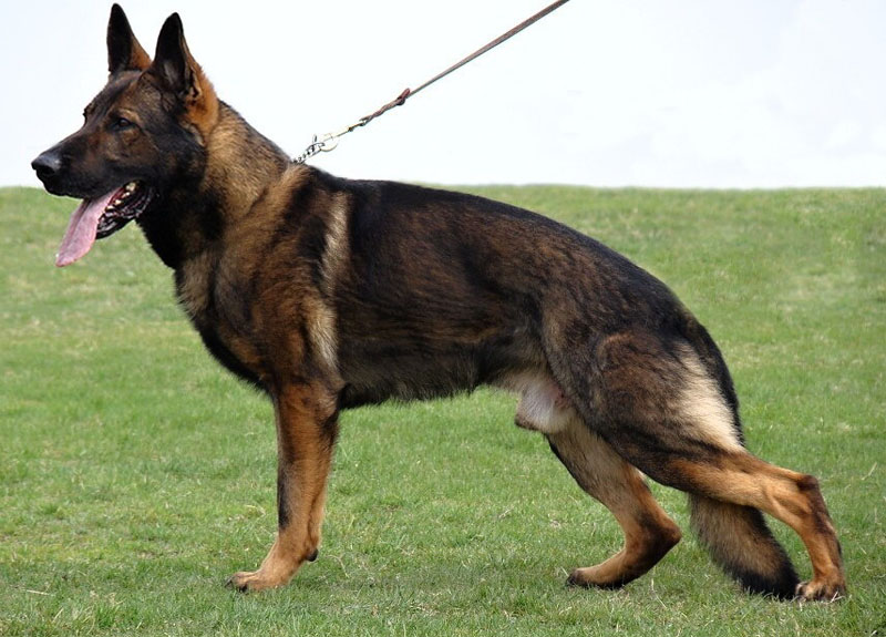 Original image from the archived SHARON Favory Cross x Kaja Jipo Me litter record